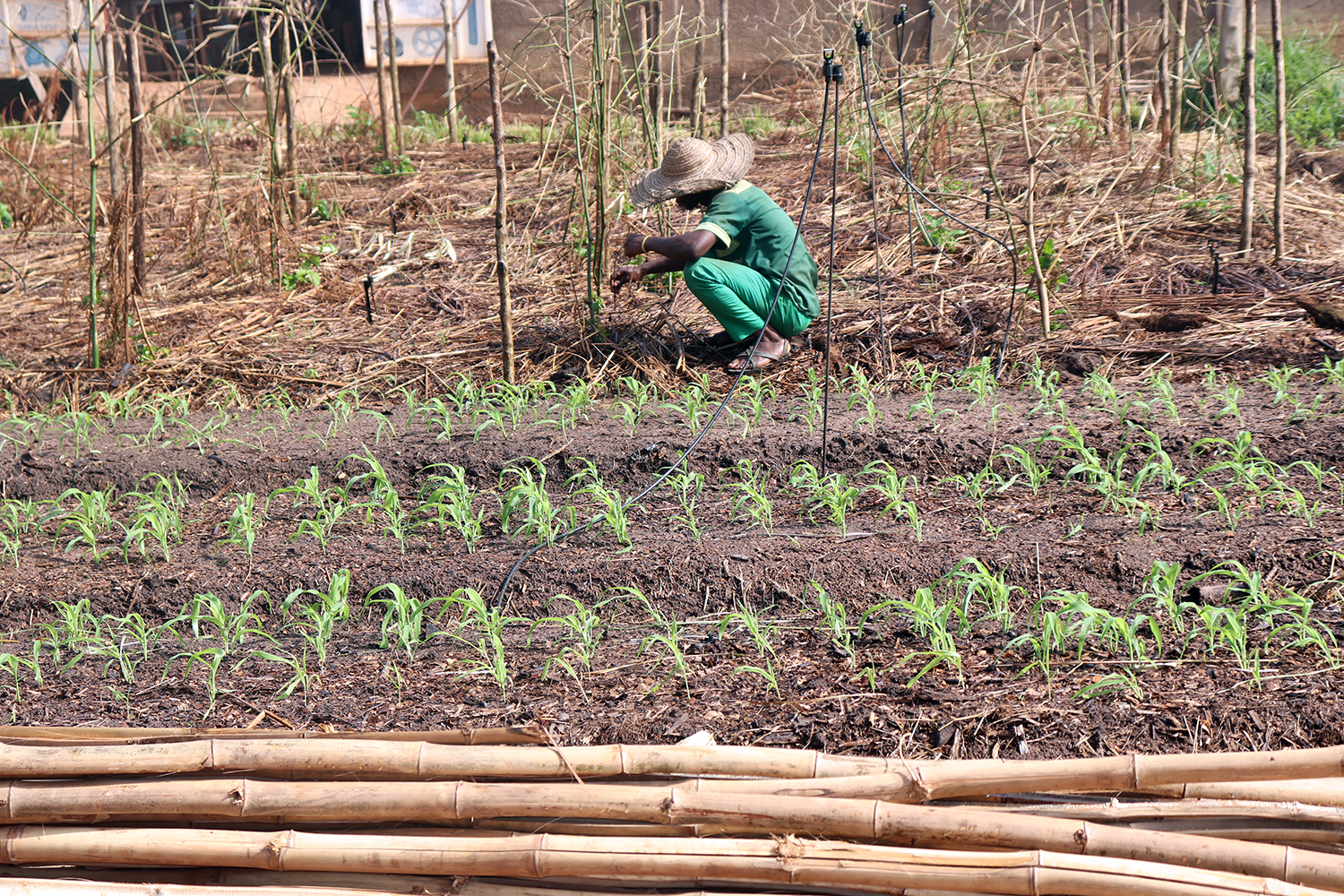 Plantation de semences que les chercheurs améliorent chaque année. 