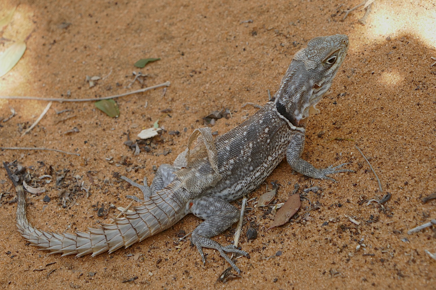 Ce n’est pas une tortue, mais un lézard qui habite aussi dans le parc et qui est en train de muer © Globe Reporters