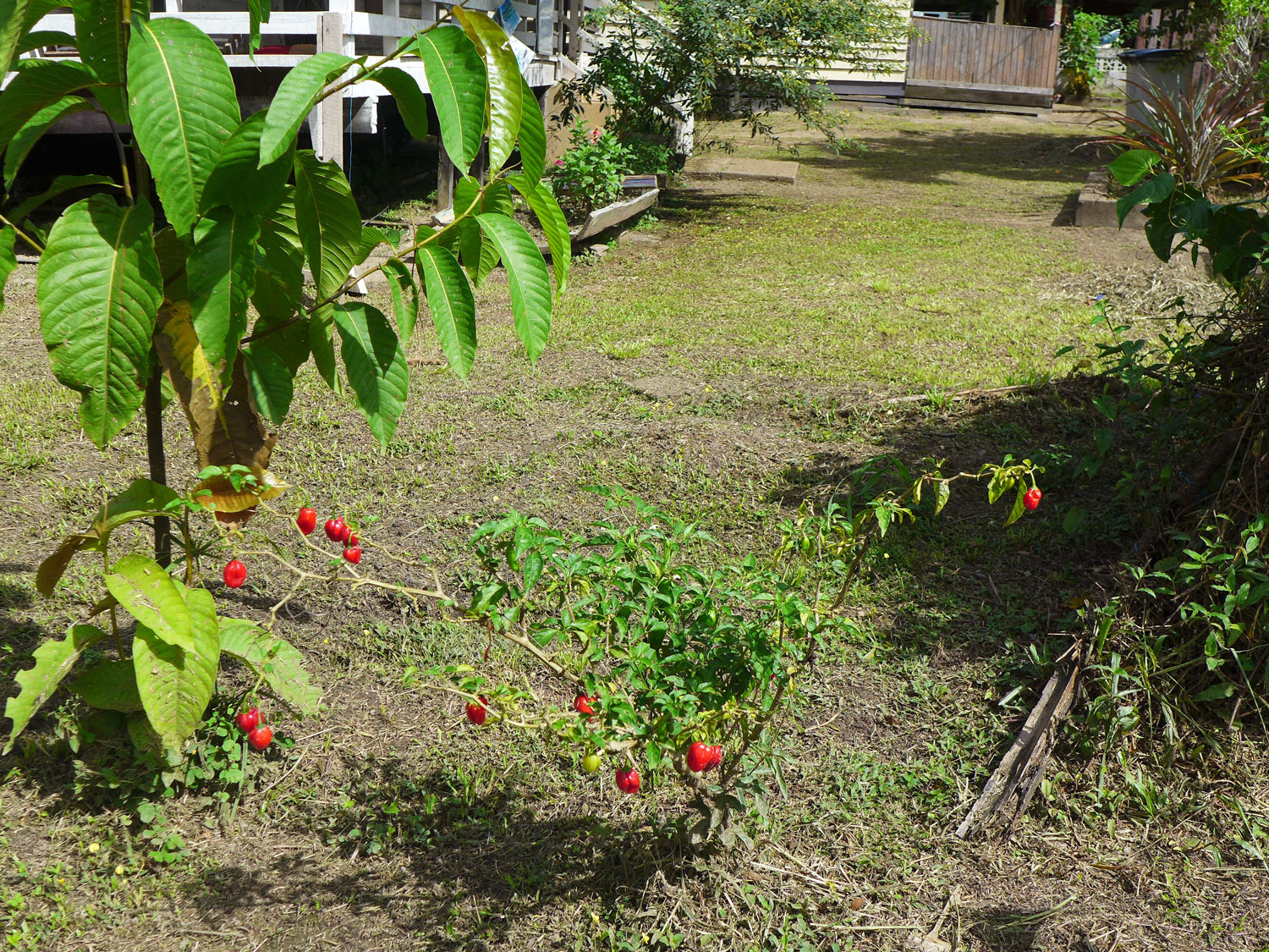 Plan de piment rouge.