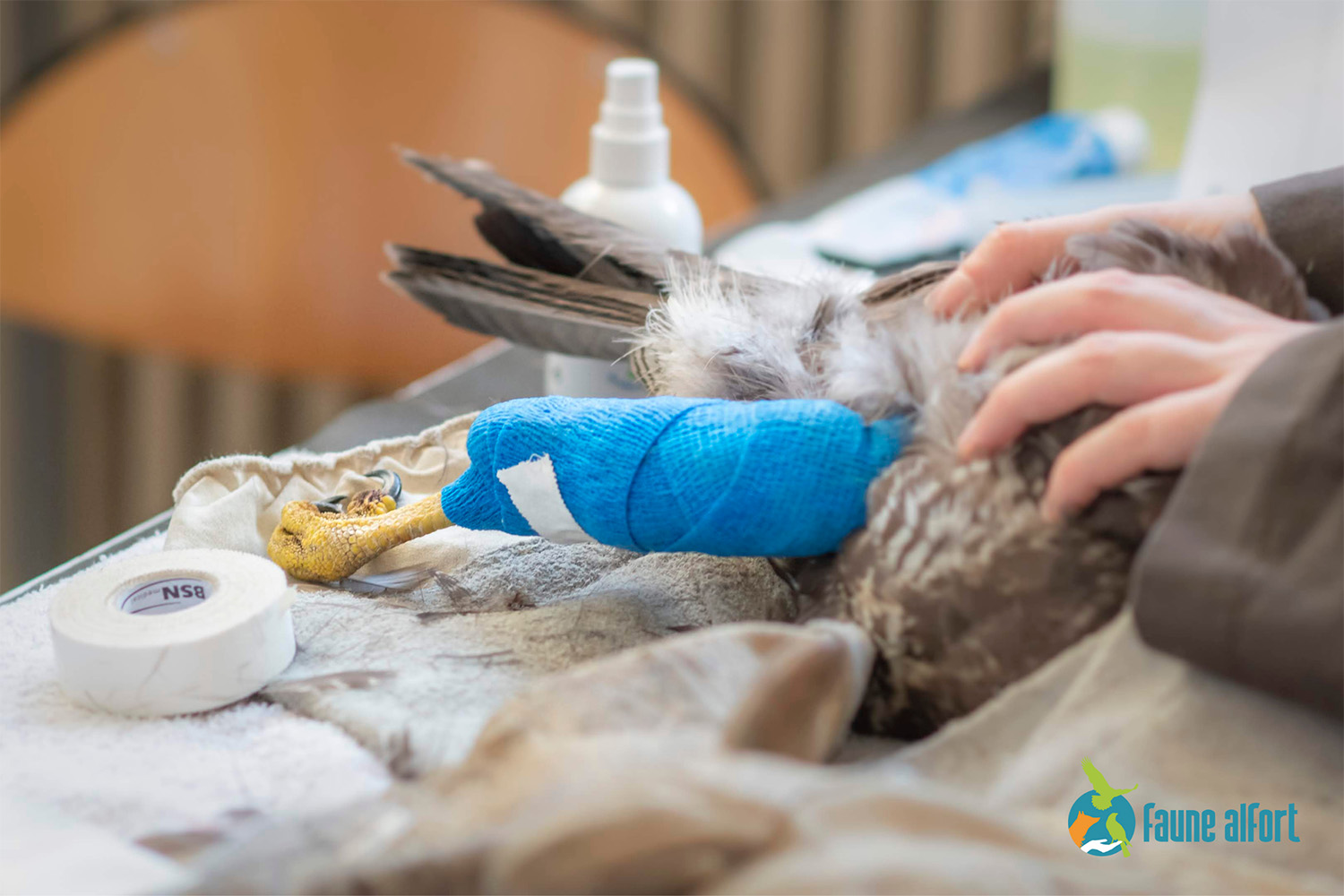 Comme nous l’a expliqué Céline GRISOT, les locaux de l’association, situés au sein de l’école vétérinaire, ressemblent à une sorte de petit hôpital. Des opérations peuvent y être menées, comme ici, sur une buse variable © Faune Alfort