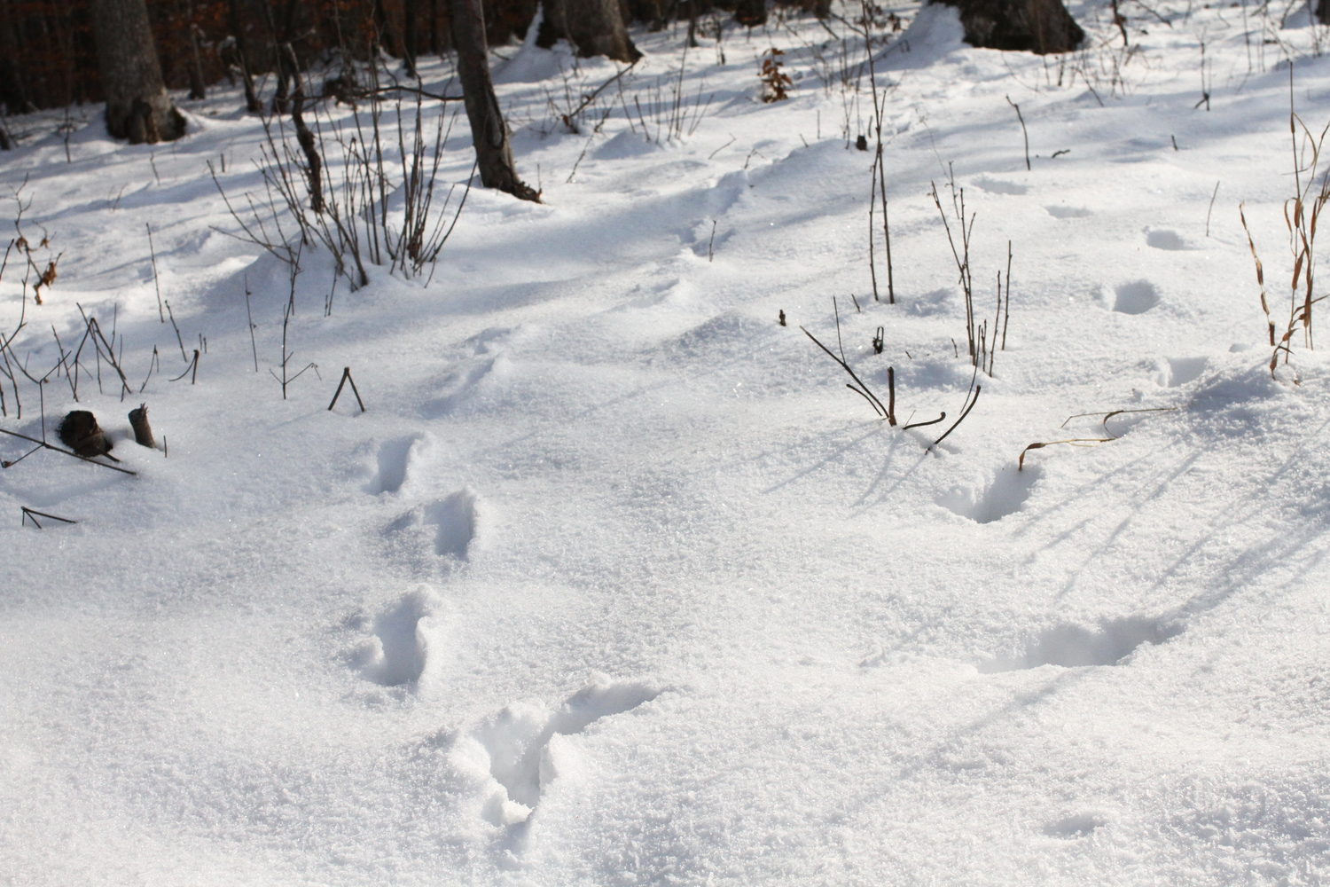 Plusieurs traces d’animaux. © Globe Reporters