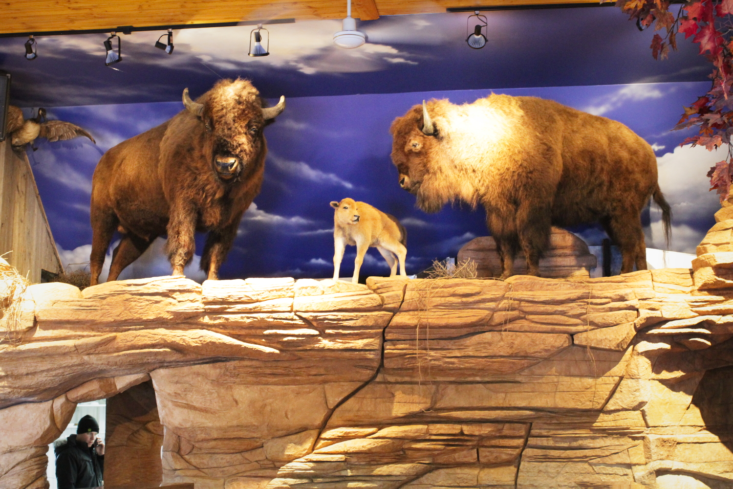 Des bisons empaillés à l’entrée du restaurant.