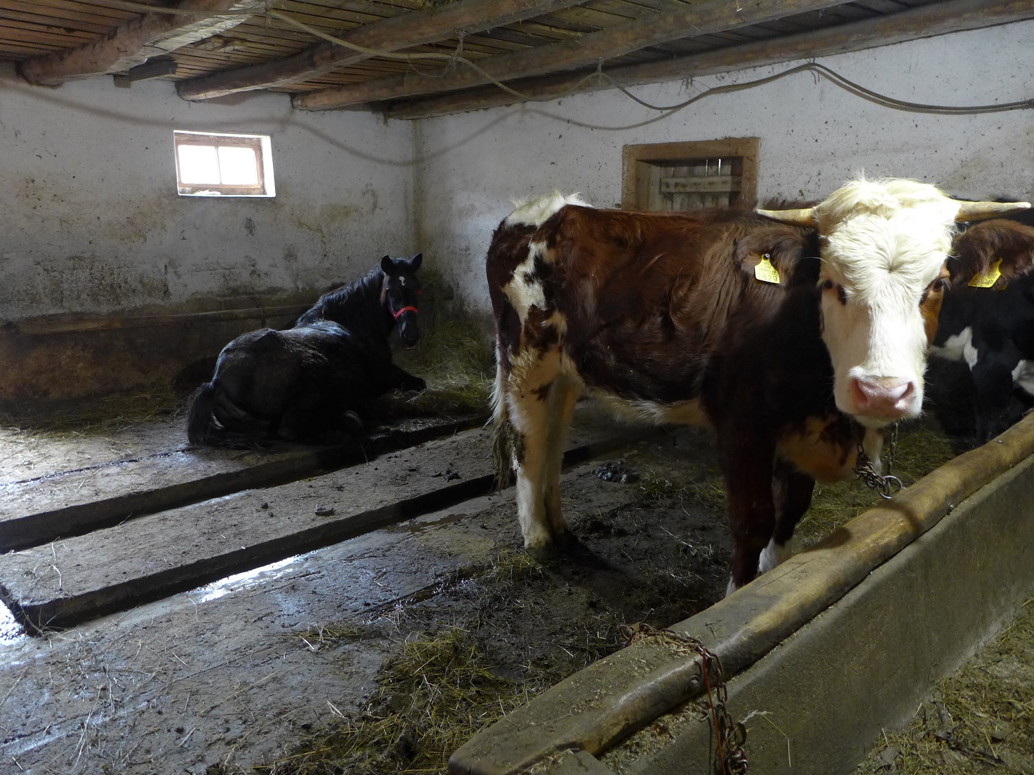 Petru FAUR a aussi 4 ou 5 vaches et un cheval, qui sont dans la même étable.