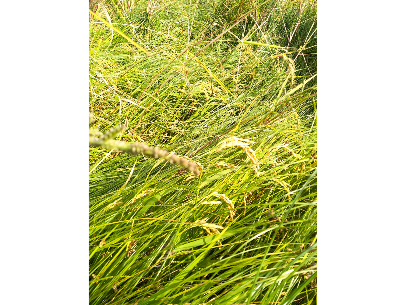 Gros plan sur du riz cultivé en bio au cœur de la Grèce © Helession