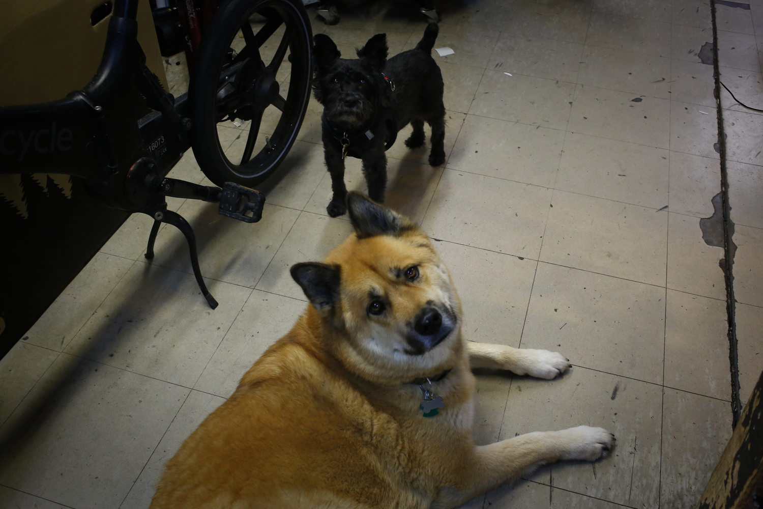 Les deux mascottes du magasin © Globe Reporters