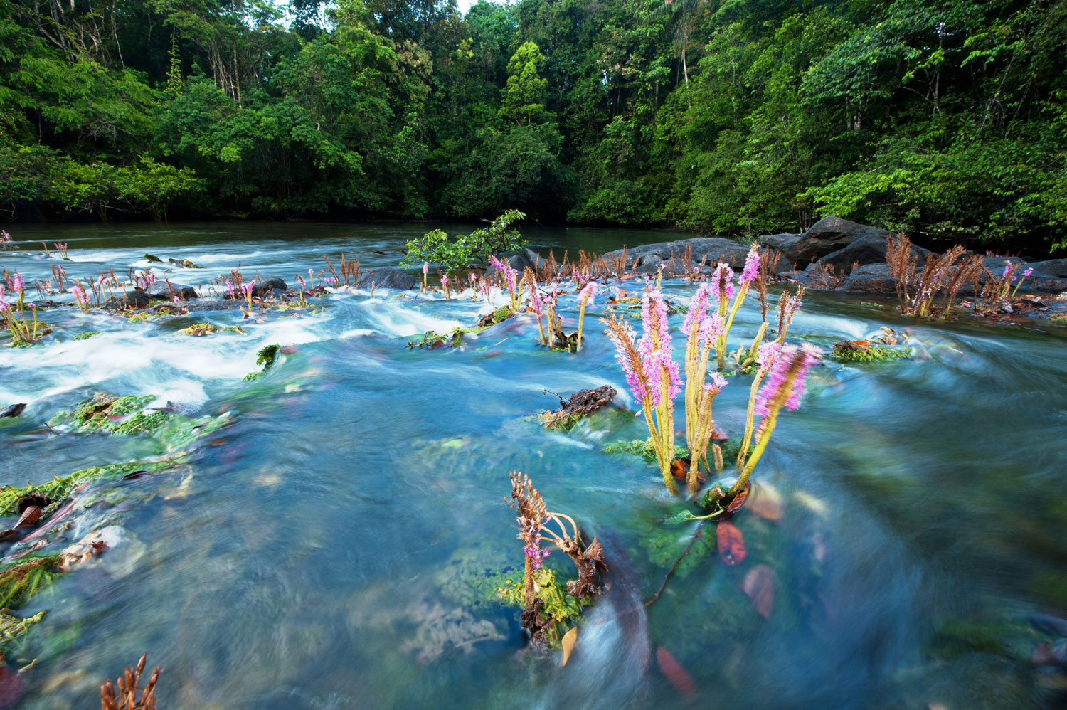 Salade Koumarou, plante aquatique - crédit Parc amazonien G FEUILLET