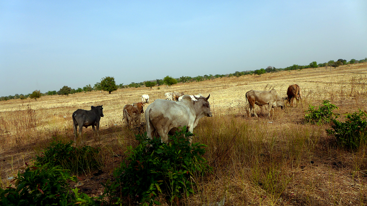 A Niego, les zébus sont utilisés pour le travail de la terre, mais dans certains endroits du Burkina Faso la viande est mangée et on fait de fromage © Globe Reporters