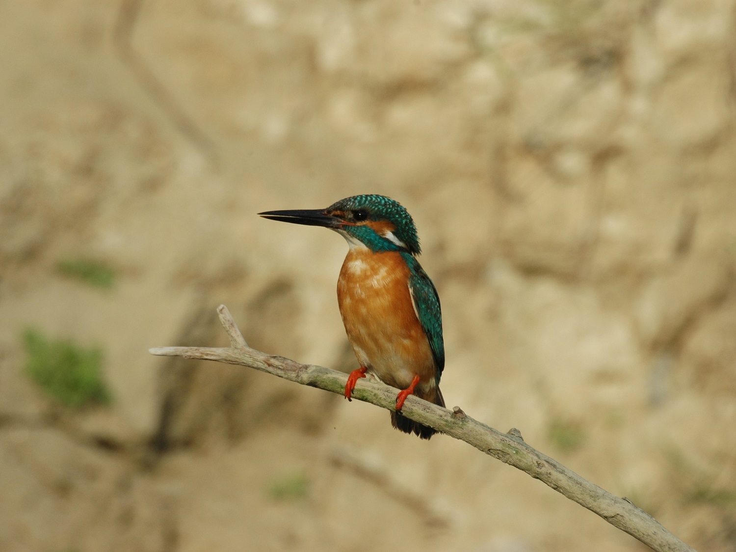 Martin-pêcheur (Photo : Petre Vasiliu)