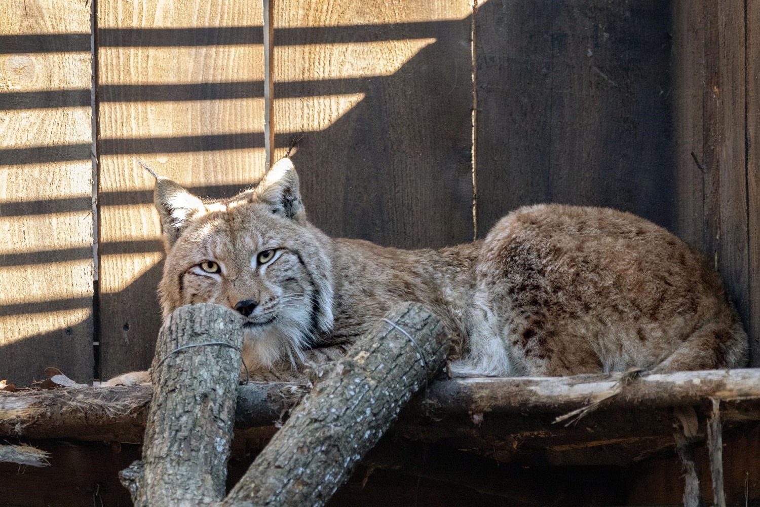 Ce gros lynx, qui fait 23 kilos, a été baptisé Goru, du nom de la plus haute montagne des environs de Focsani. (Photo ACDB)