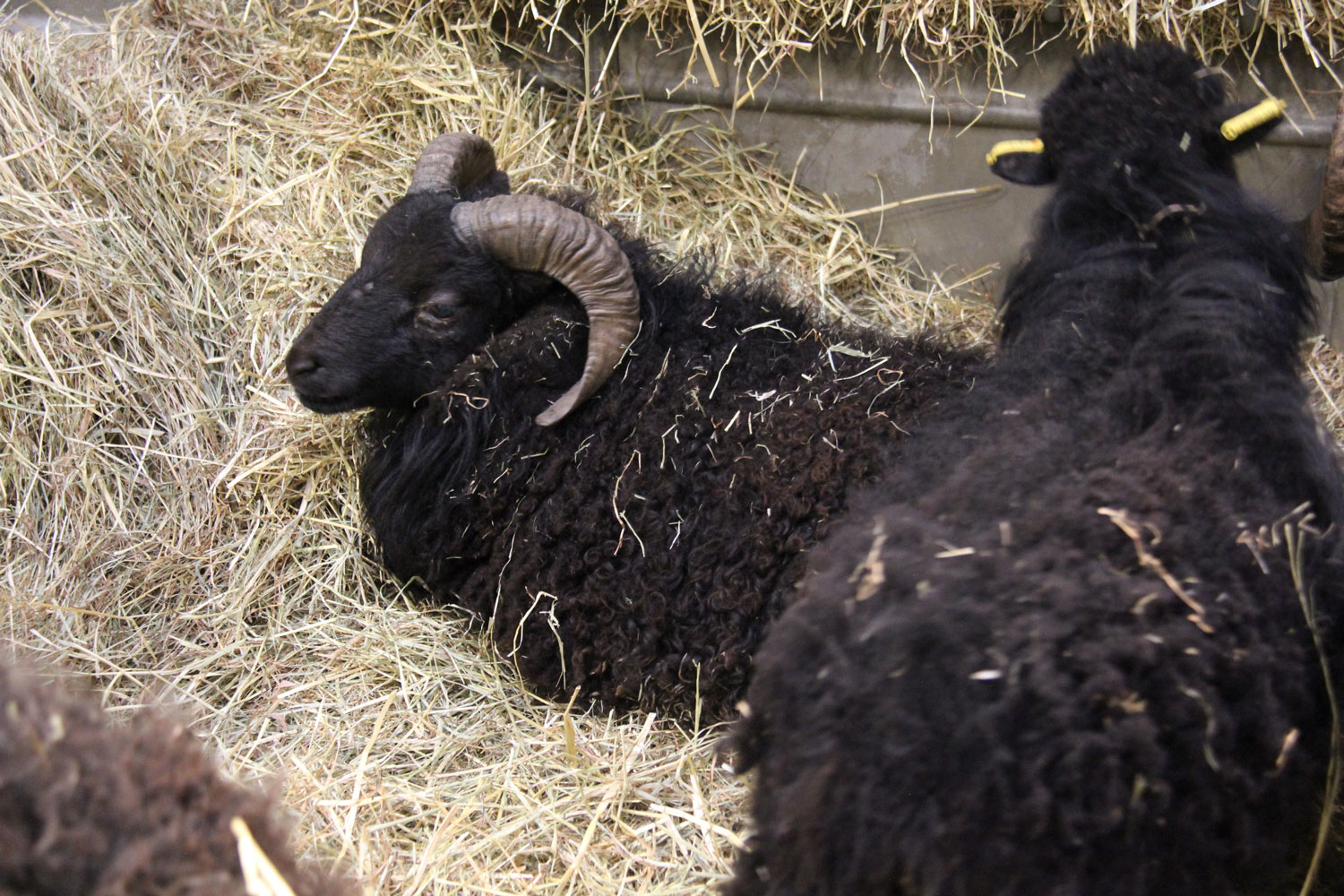 Des éleveurs d’Ouessant présentent ce mouton noir aux caractéristiques particulières : vivant sur l’île d’Ouessant il a failli disparaître. Ils n’étaient plus que 200. Aujourd’hui le GEMO, le groupement d’éleveurs des moutons d’Ouessant a réussi à développer la race : ils ont plus de 3 000 bêtes © Globe Reporters