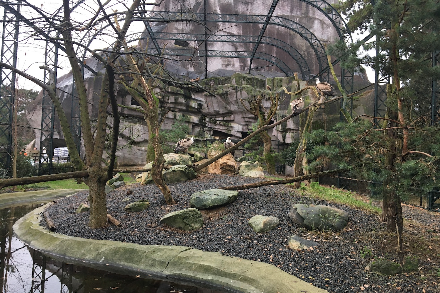 Des vautours fauve, espèce menacée selon l’UICN, dans leur volière sous le célèbre rocher du zoo © Globe Reporters