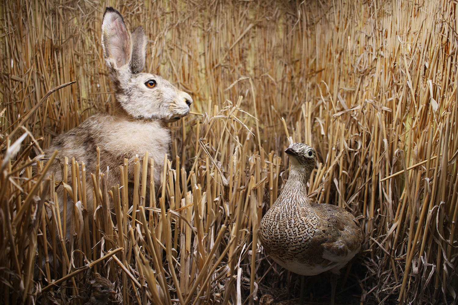 Les animaux exposés sont morts de causes naturelles, de maladies, ou ont été tués de manière illégale. Ils ont donc été « offerts » au Musée qui peut présenter les différentes espèces aux publics © Globe Reporters