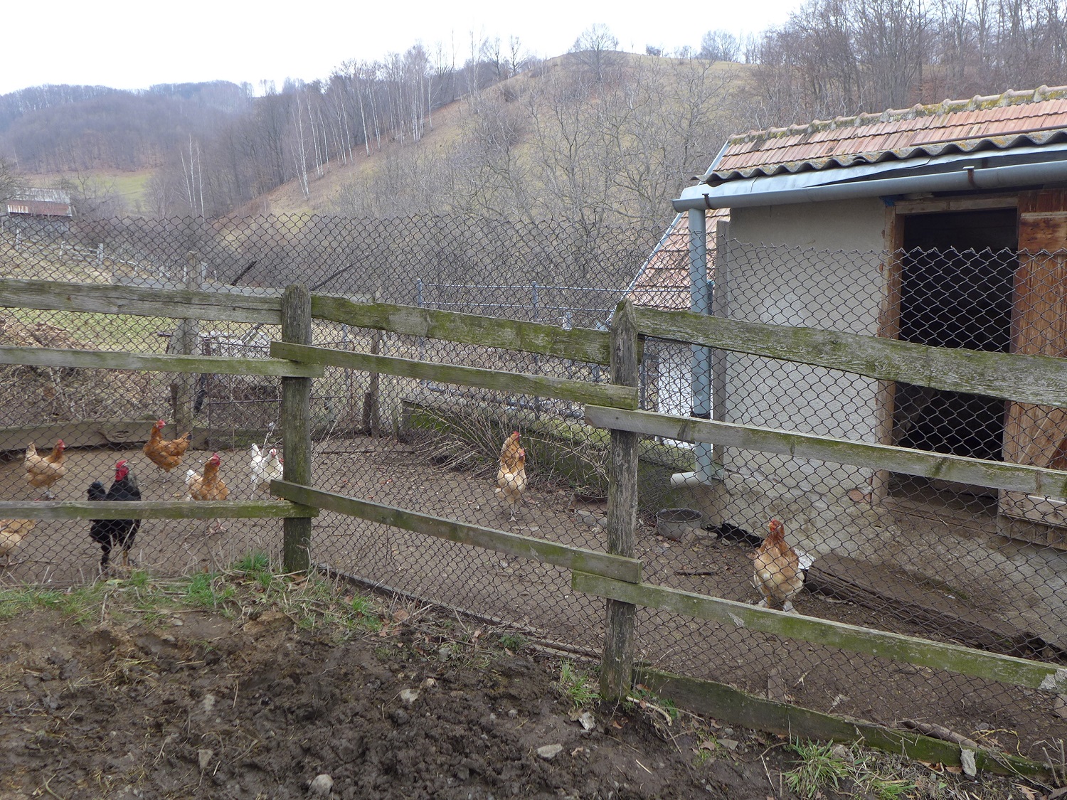 Il a aussi des poules. D’habitude il y a un cochon, mais pas au moment du reportage : la famille l’a tué récemment pour le manger.