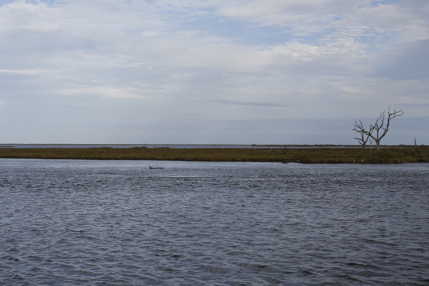 Le bout des terres de la tribu, aujourd’hui marais et zone de pêches. Christine raconte que toute cette zone était de la terre avant la montée de l’eau salée. Les arbres au fond, des chênes, sont morts car ils ne peuvent pas survivre dans l’eau salée. Regardez-bien : on peut voir un marsouin © Globe Reporters