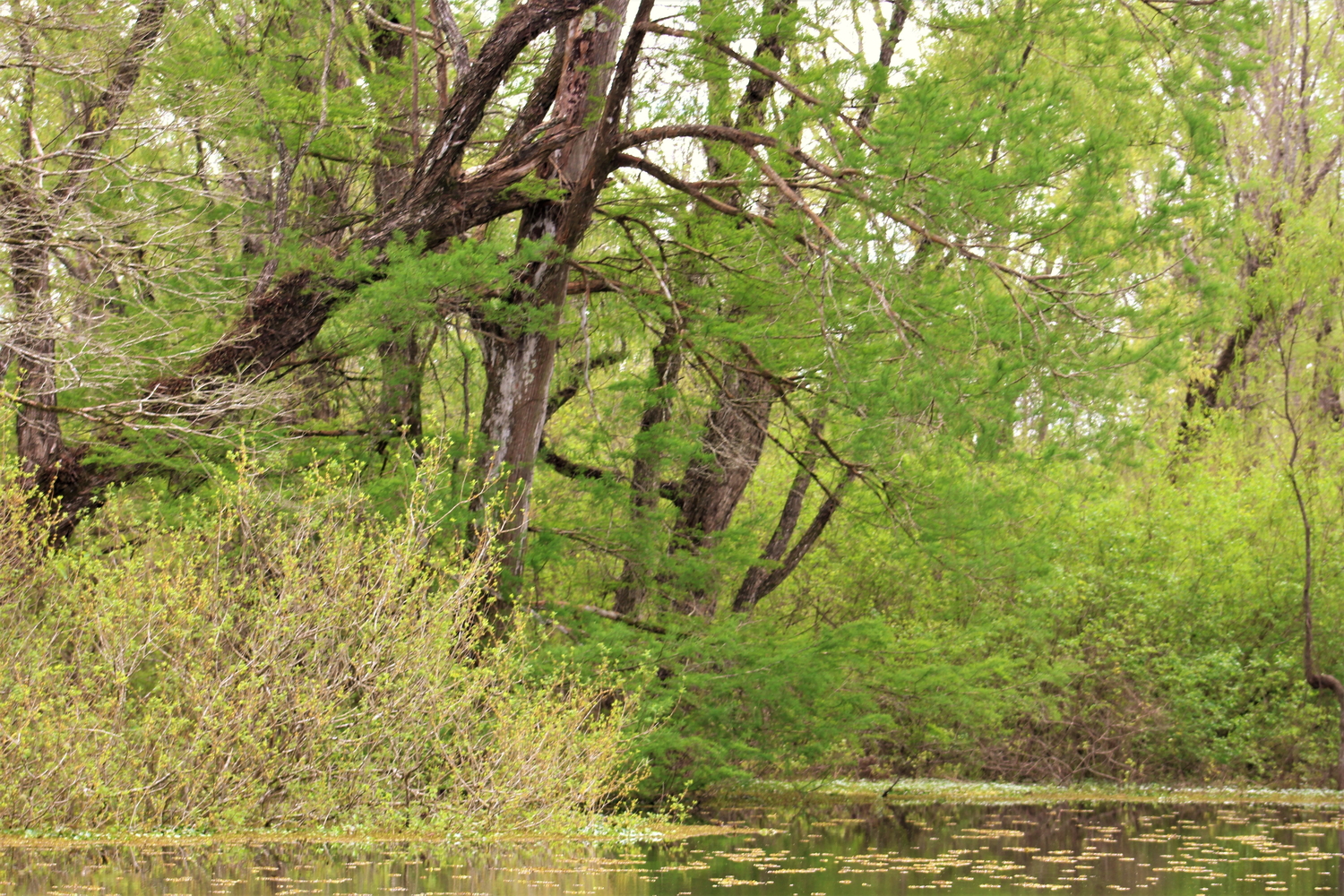 Marécages du bassin de l’Atchafalya © Peggy et Mark ALLEMOND