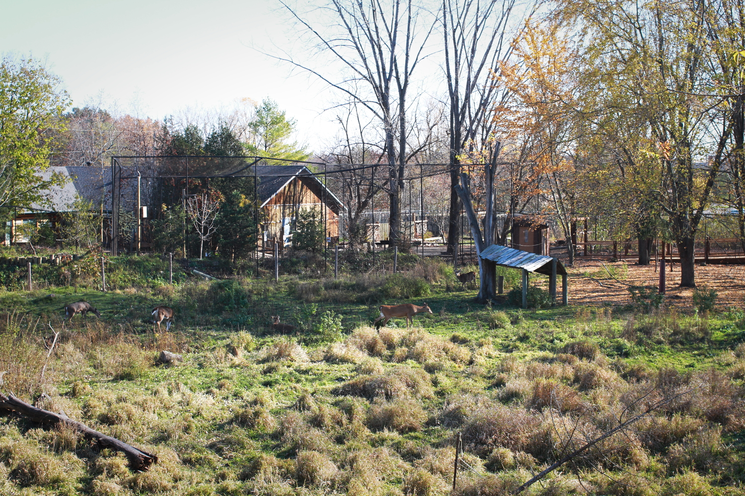 Vue d’ensemble de l’enclos des cerfs © Globe Reporters