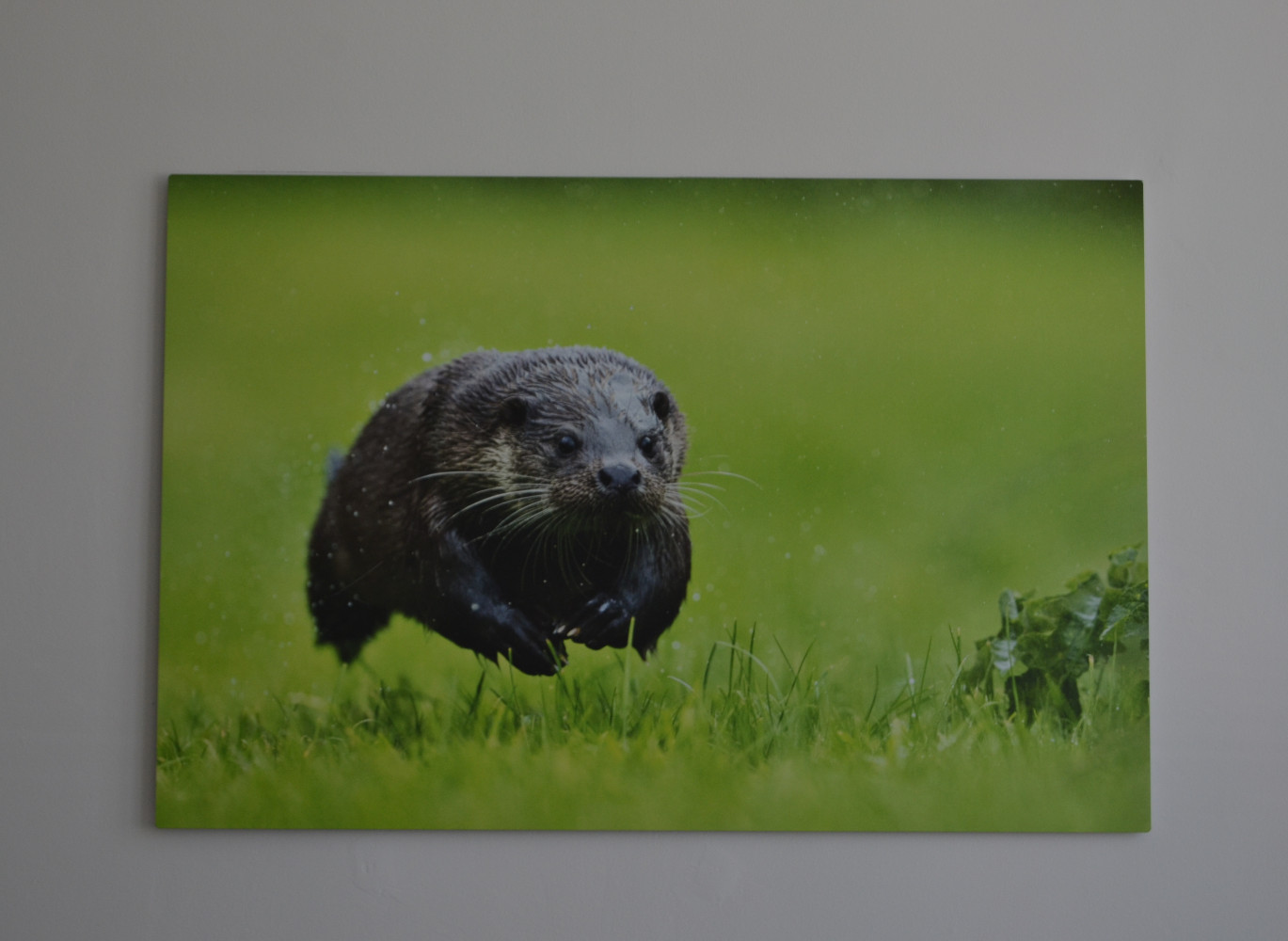 Sur les murs, il y a de nombreux portraits d’espèces en danger, ici la loutre © Globe Reporters