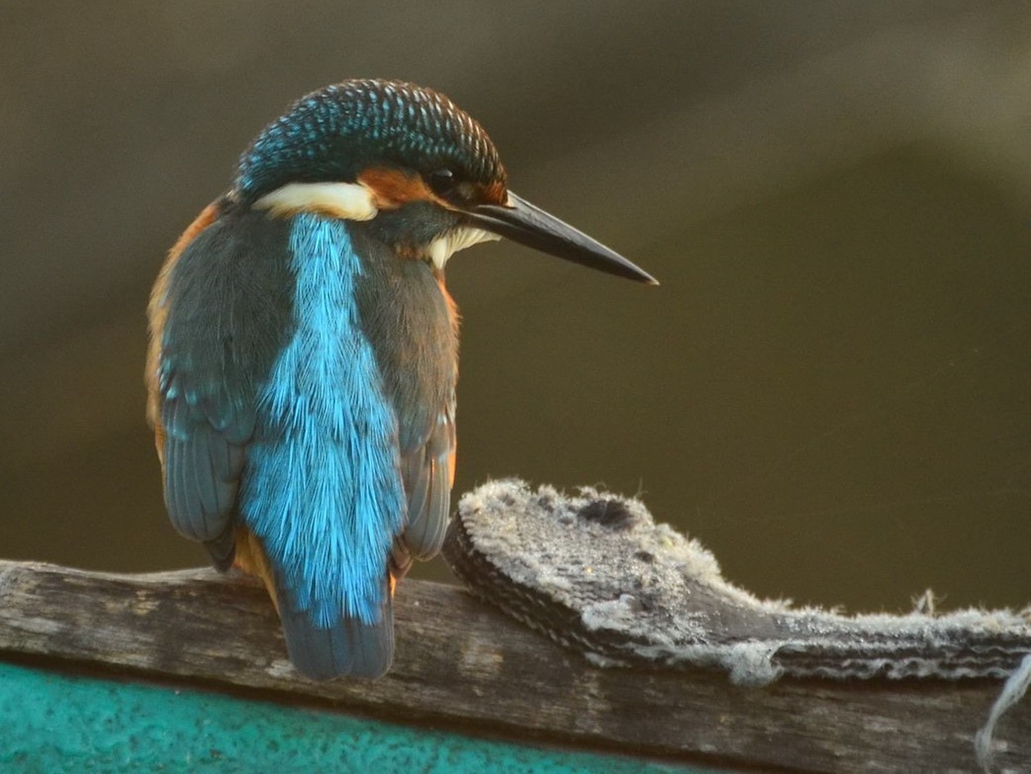 Martin-pêcheur (photo : Cristian Miteltu)