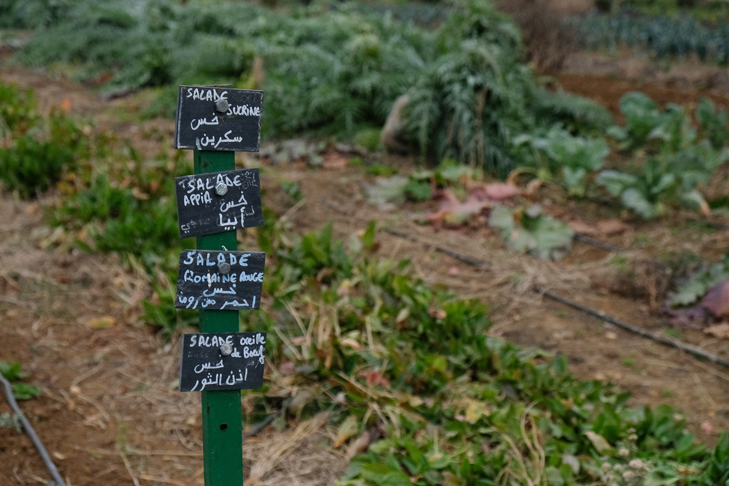 La philosophie de la ferme : tester différentes semences pour faire revivre les cultures anciennes et locales. On est très loin de la monoculture ! © Globe Reporters