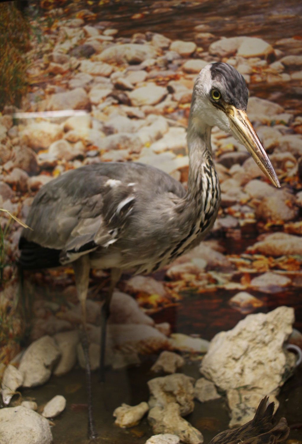 Ce grand oiseau est mort étouffé il y a plusieurs décennies, après avoir essayé de manger un rat © Globe Reporters