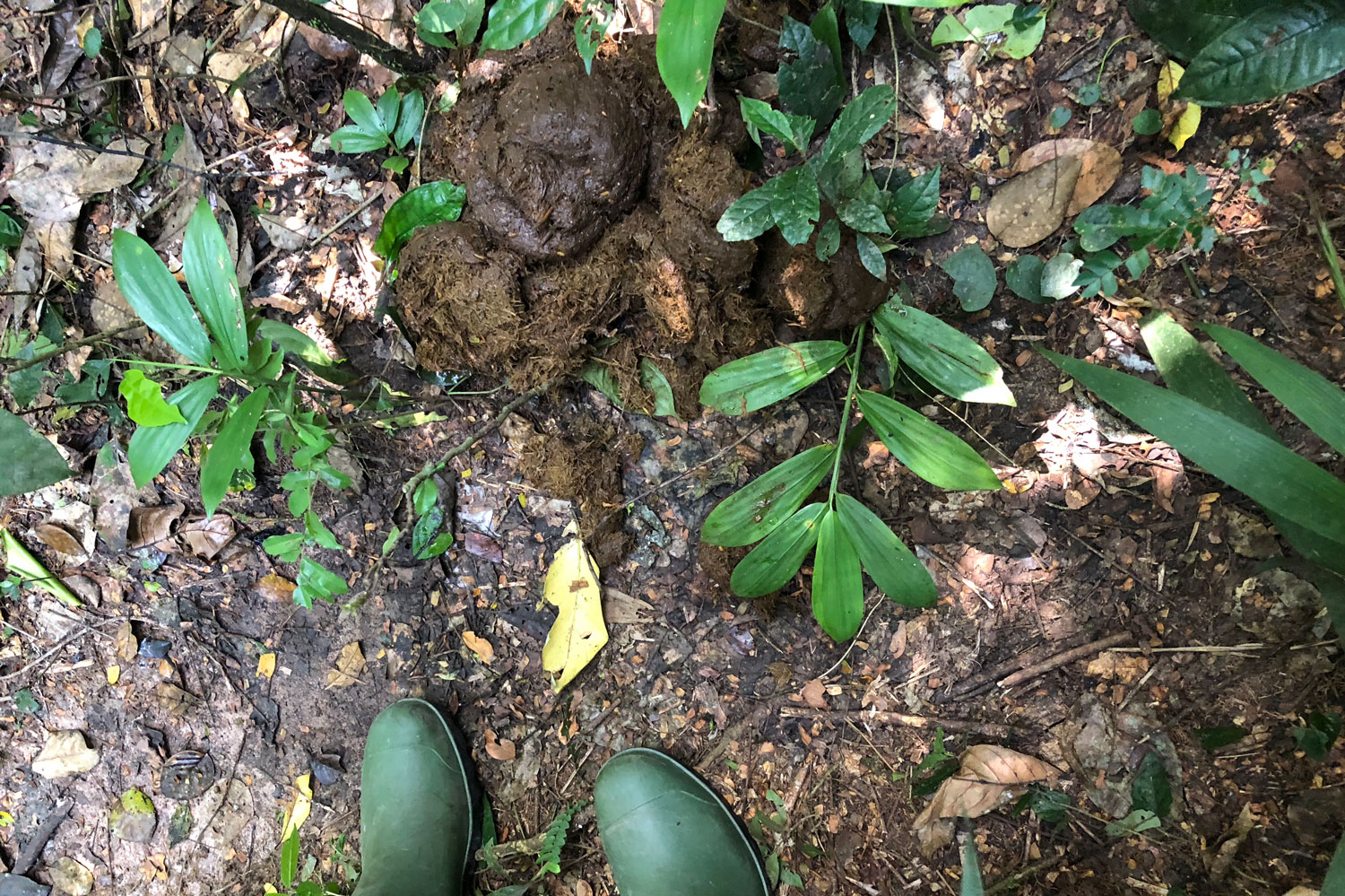 Les crottes découvertes sont de plus en plus fraîches.