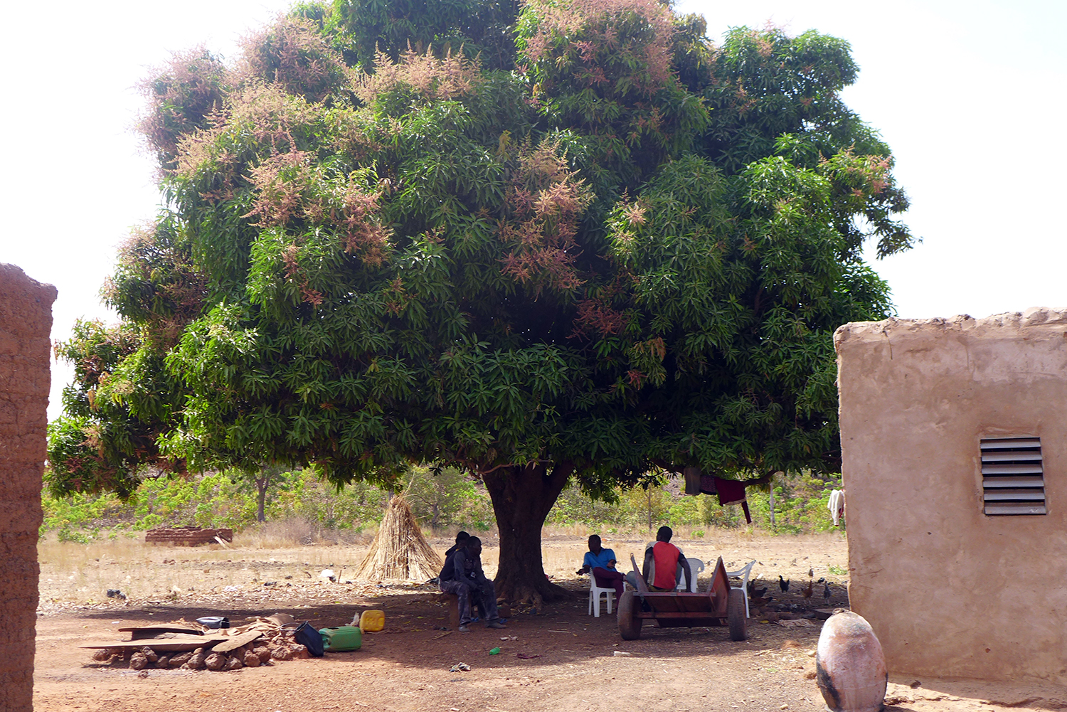 Au fond de la cour, l’arbre à palabres où nous faisons l’interview. 