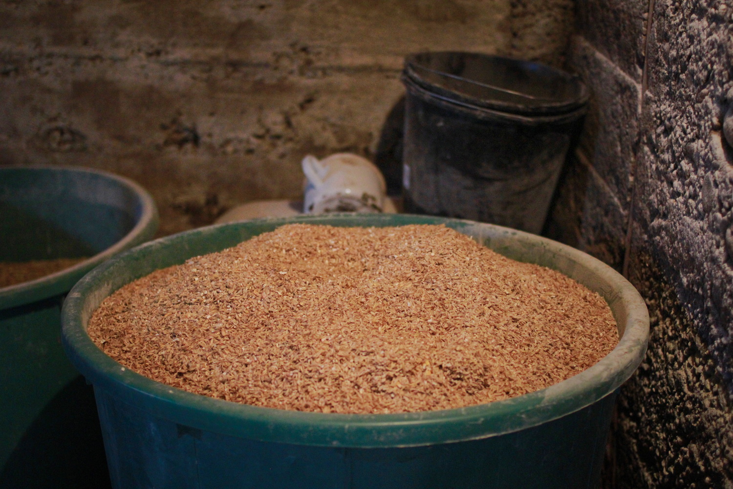 Des grains d’orge et de blé pour les bisons © Globe Reporters