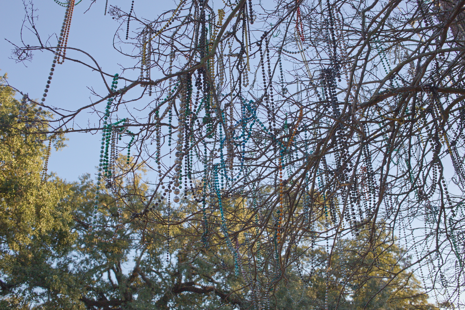 Le long de la route des parades, les arbres sont plein de « beads », les colliers en plastiques jetés depuis les chars © Globe Reporters