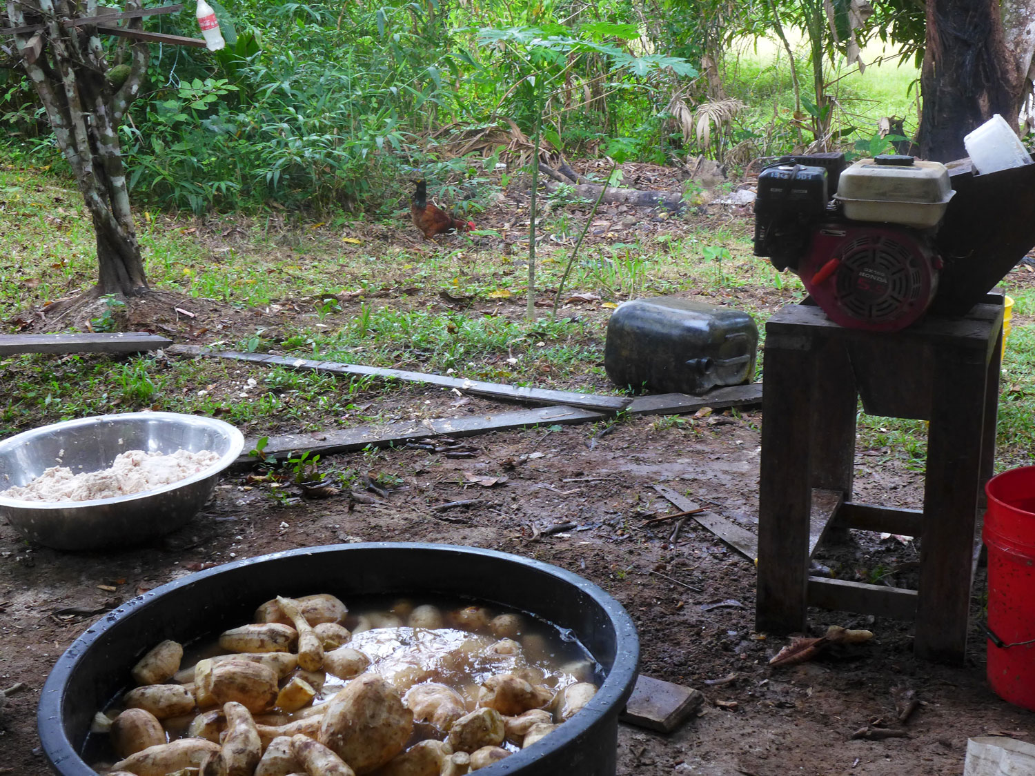 Ingrédients pour le cachiri, la bière d’Amazonie.