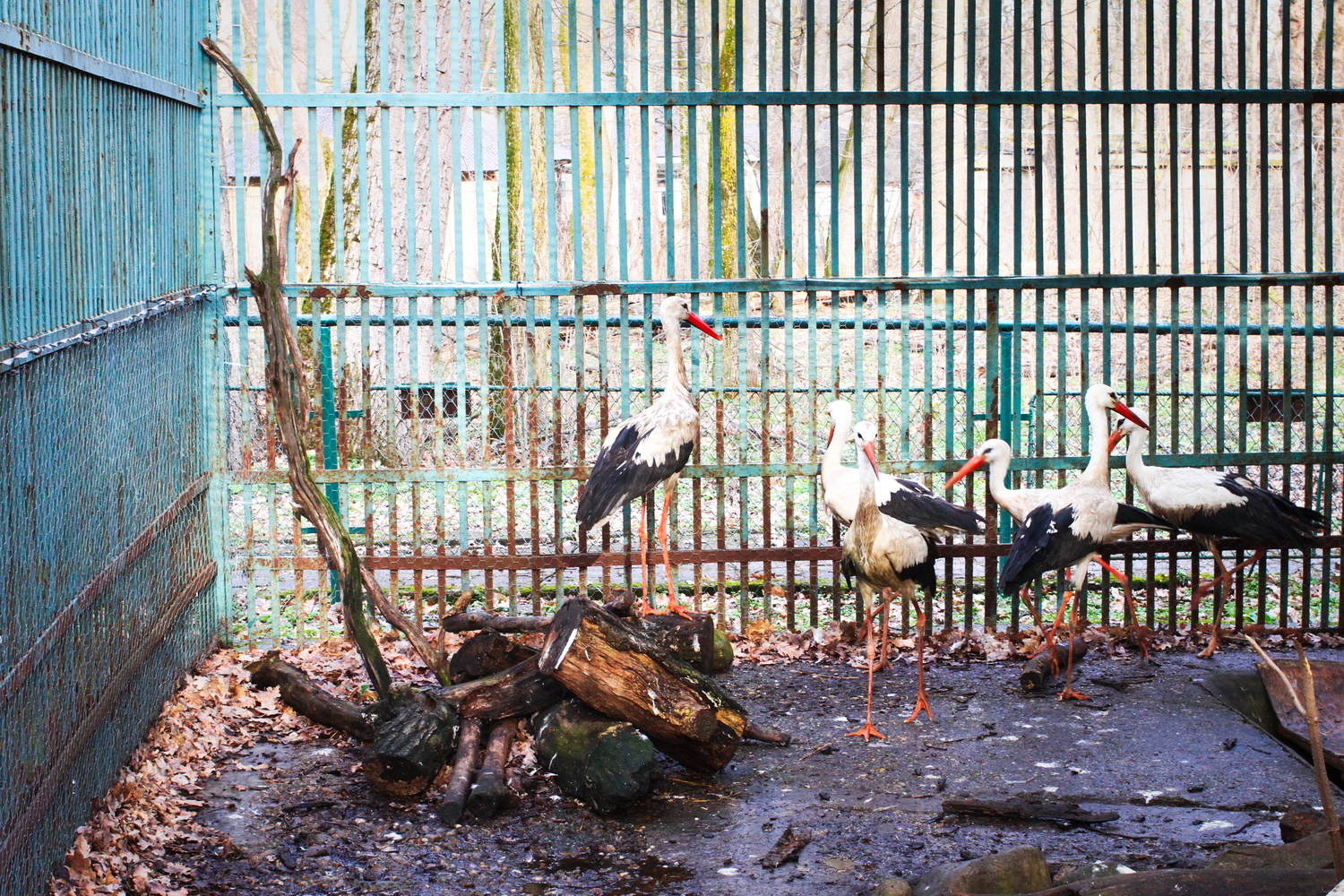 L’enclos des cigognes. © Globe Reporters