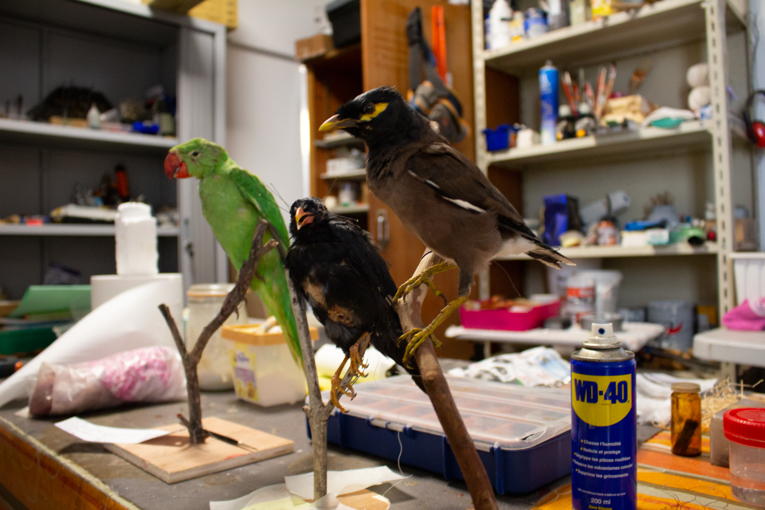 Dans le bureau de Salim ISAAC, le taxidermiste du muséum, qui travaille sur des espèces invasives © Globe Reporters