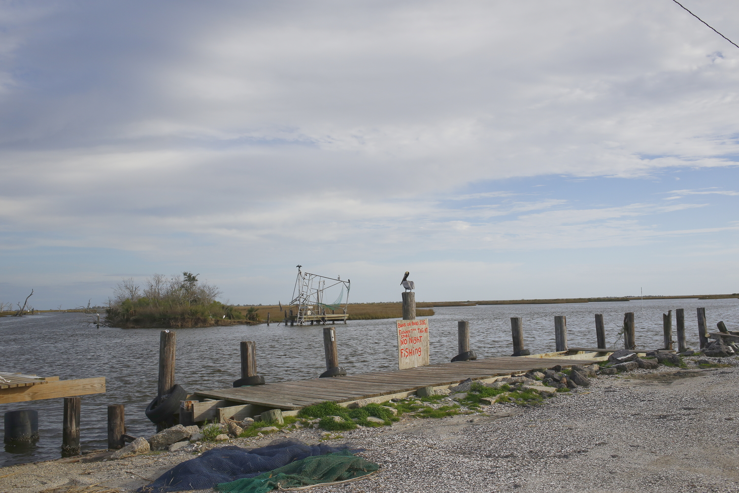 Un pélican brun au bout des terres de la tribu, aujourd’hui marais et zone de pêches. Toute cette zone était de la terre avant la montée de l’eau salée © Globe Reporters 