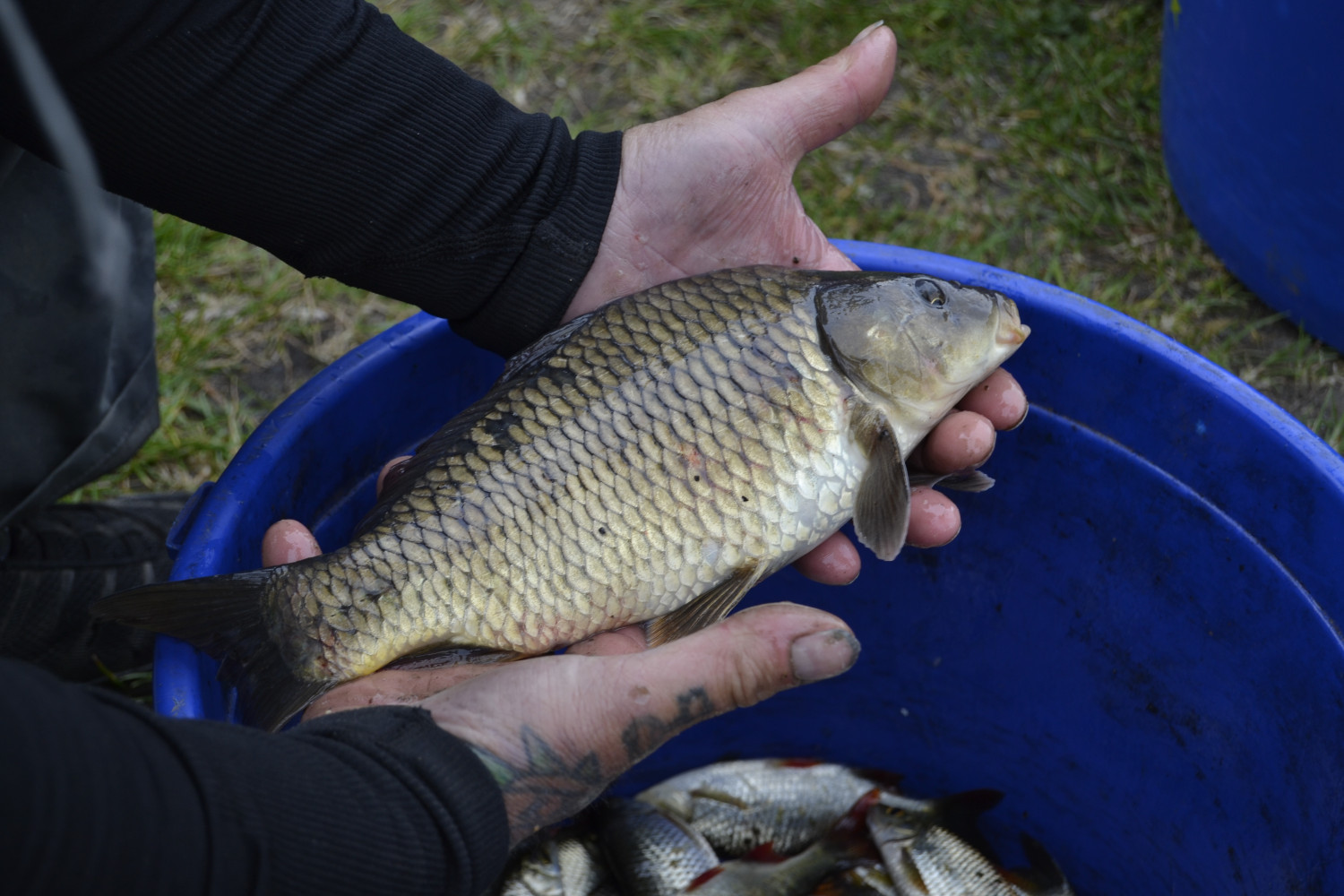 Voici le plus gros poisson pêché par Gaëtan ce matin : un carrassin © Globe Reporters