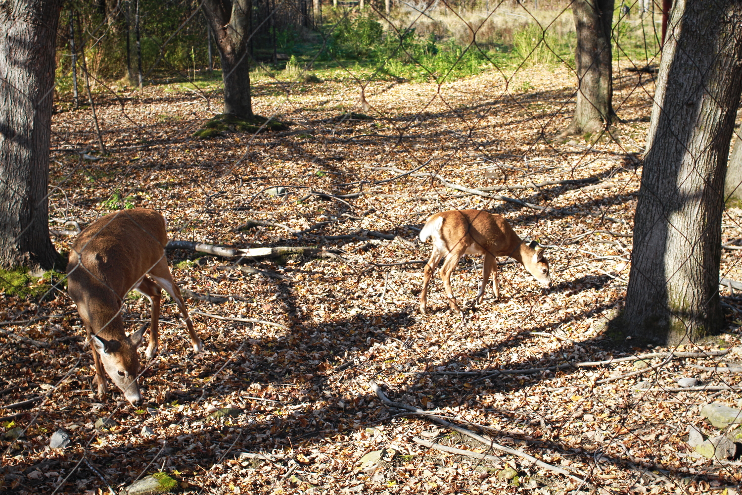 Des jeunes cerfs dans leur enclos, dont un petit orphelin récupéré récemment © Globe Reporters