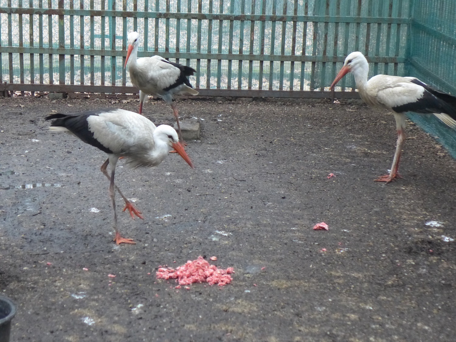 Nourrissage des cigognes, un animal carnivore.