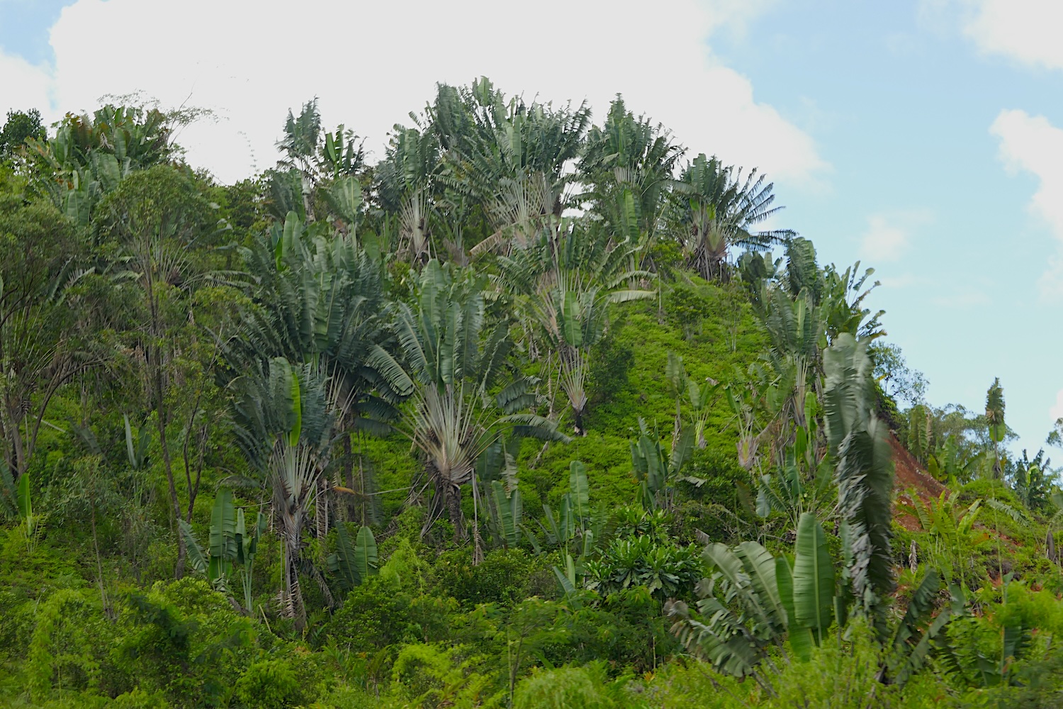 Vue des forêts de ravinala, l’arbre éventail considéré comme un des symboles du pays, et amené à l’ile par leurs premiers habitants venus de l’Asie © Globe Reporters