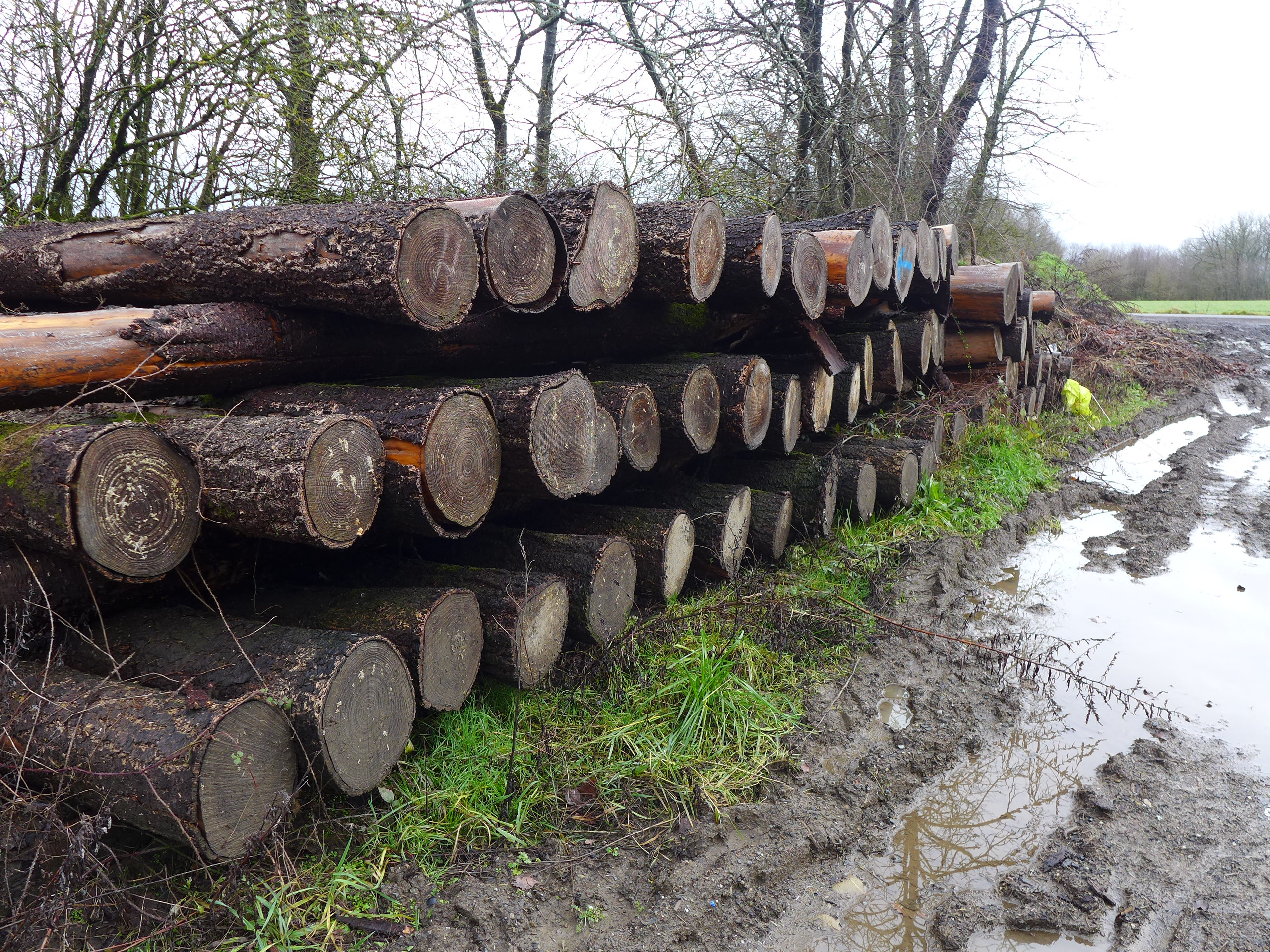 Les plantations de bois d’une même espèce, contrairement aux apparences, ne sont pas une bonne chose pour l’environnement et les écosystèmes © Globe Reporters