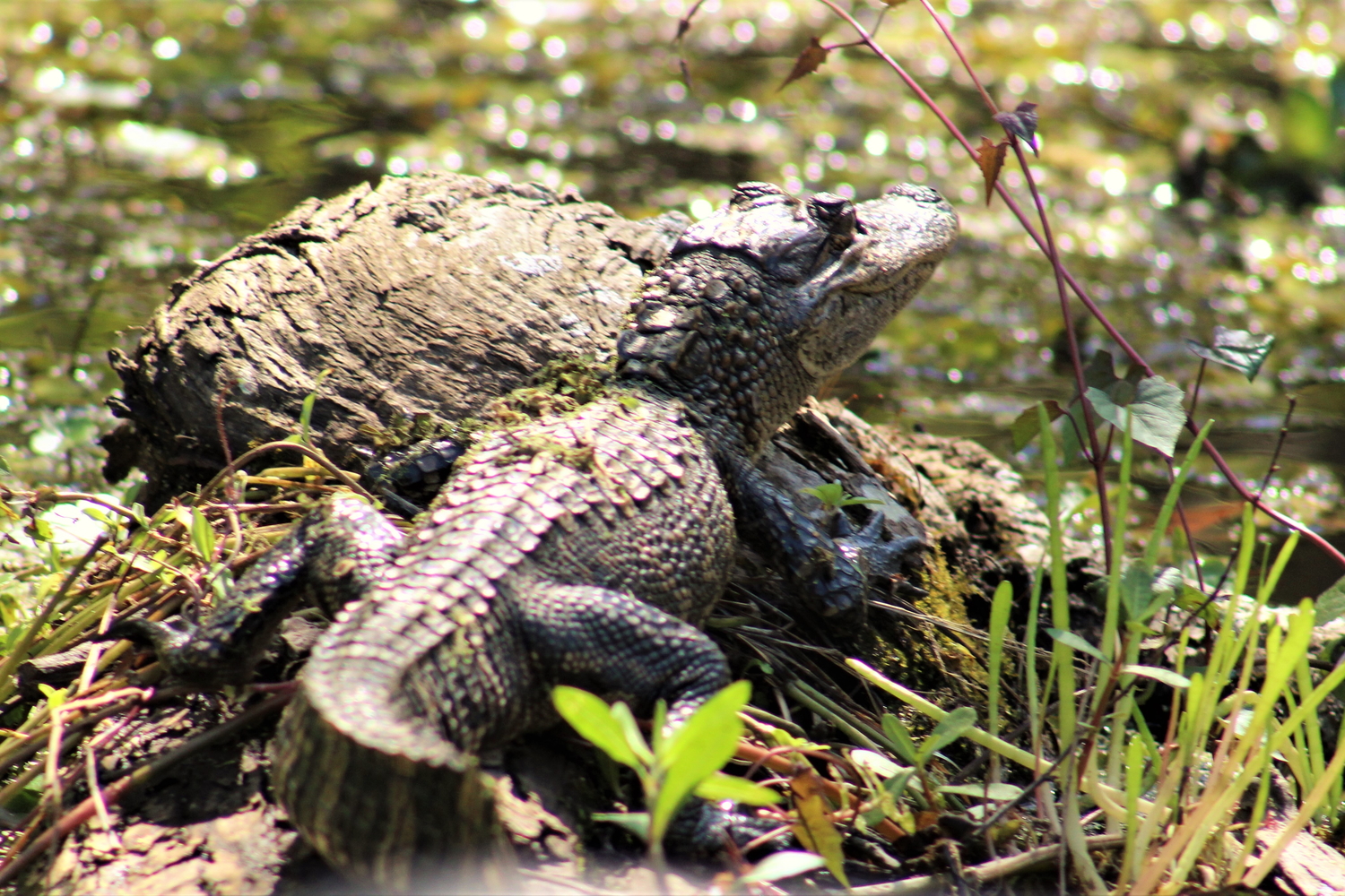 Bébés alligators © Peggy et Mark ALLEMOND