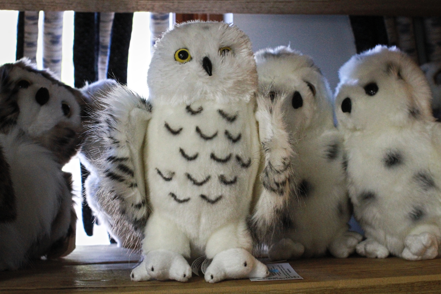 Une peluche à l’effigie du harfang des neiges dans la boutique de souvenirs du zoo © Globe Reporters