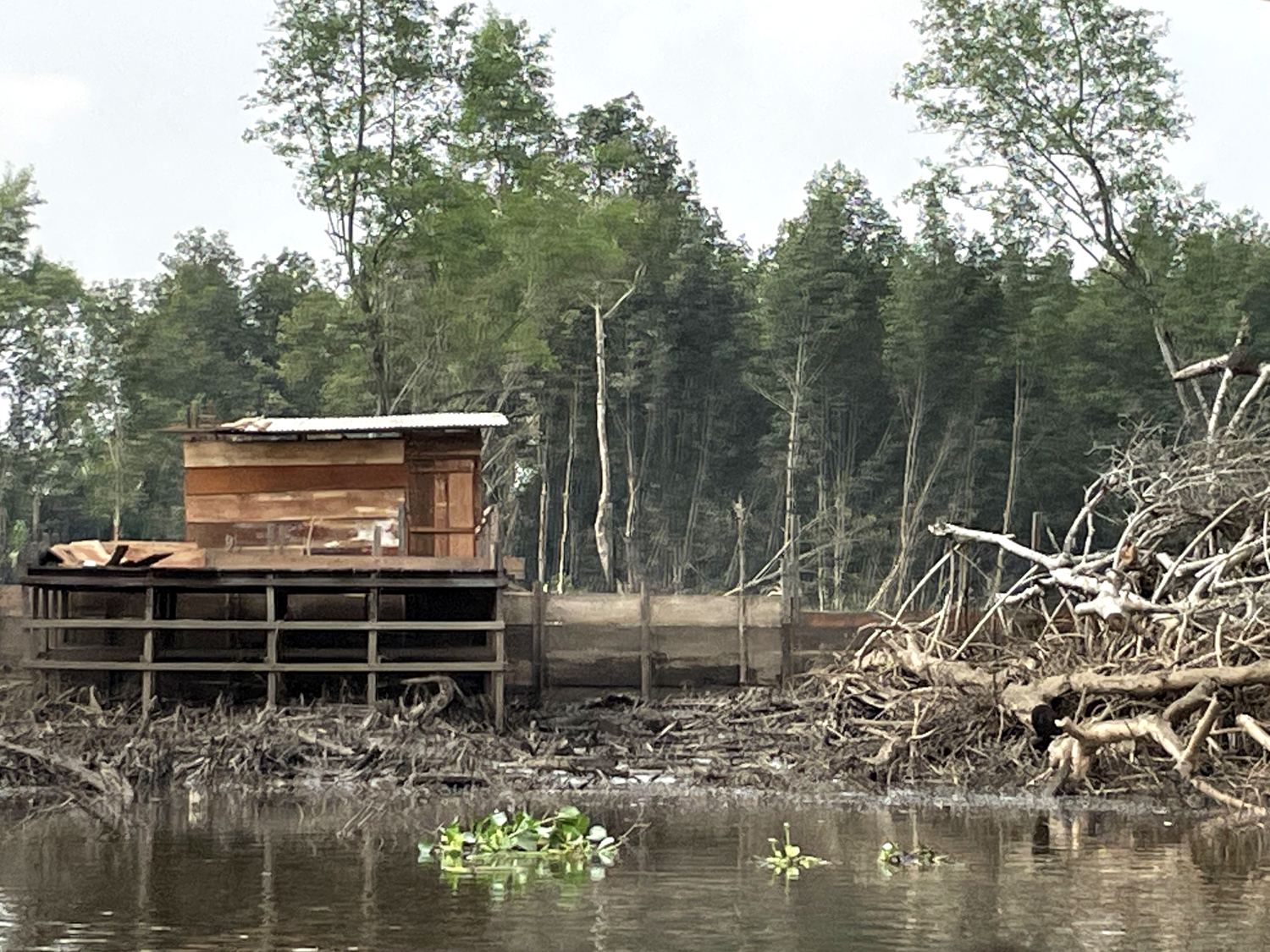 Campement de forestiers qui coupent la mangrove pour le bois de chauffage sur les rives du fleuve Wouri © Globe Reporters