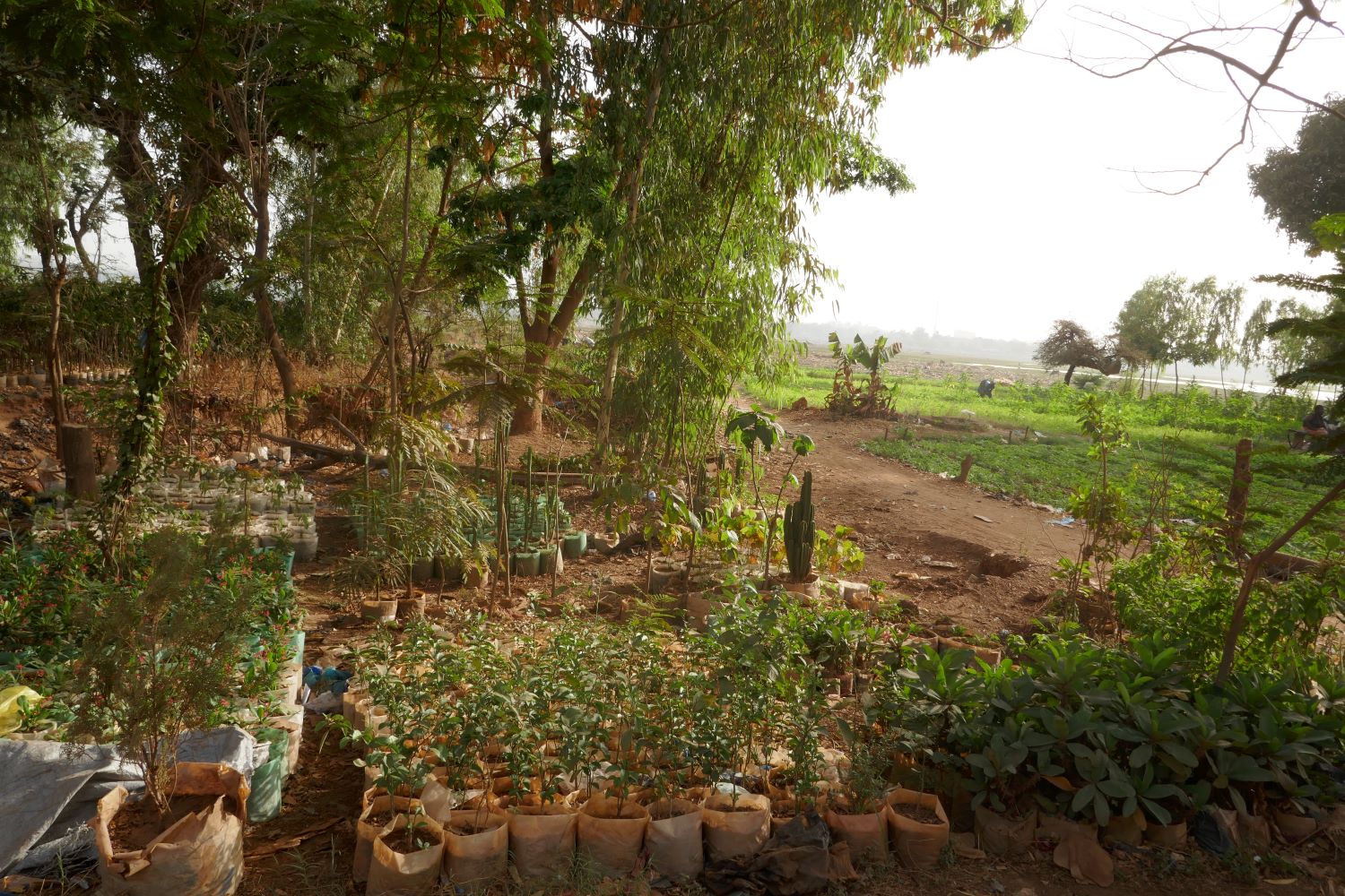 Vue depuis la moto : la vente de plantes au bord de la route près des barrages d’eau de la capitale burkinabé © Globe Reporters