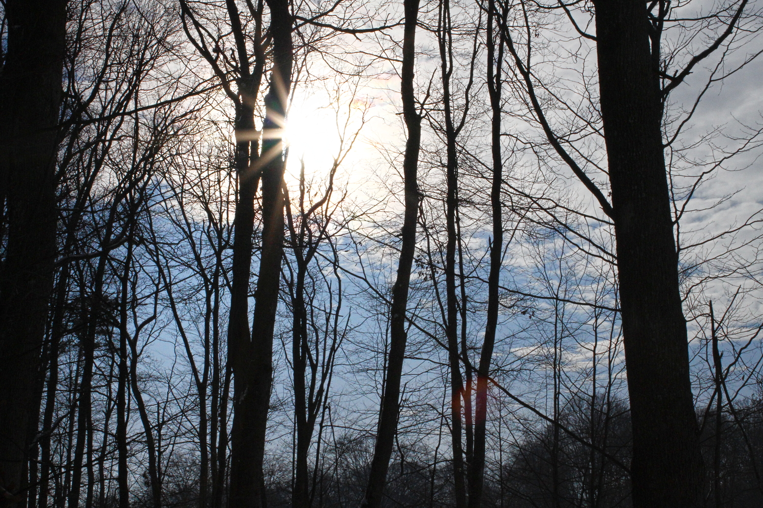 Autre vue sur la forêt. © Globe Reporters