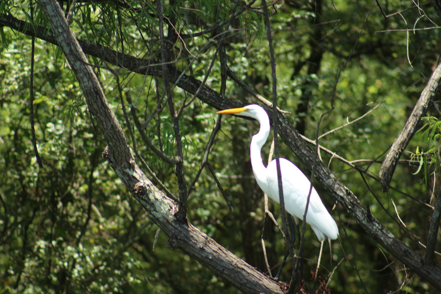 Aigrette © Peggy et Mark ALLEMOND