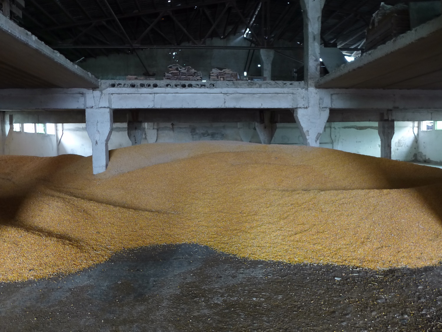 Le local de stockage des céréales servait auparavant à stocker les fleurs de houblon. Le maïs est produit sur place, ensilé et stocké là. Le colza et le tournesol sont achetés. 