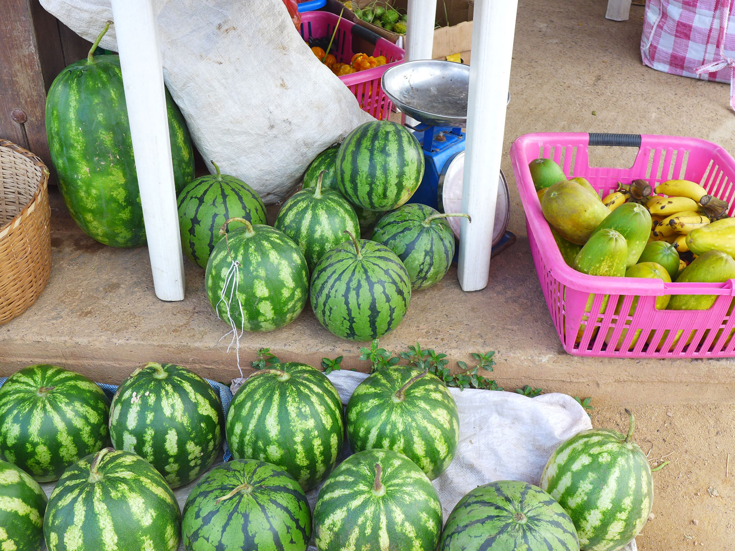 Pastèques et autres fruits récoltés dans les abatis.