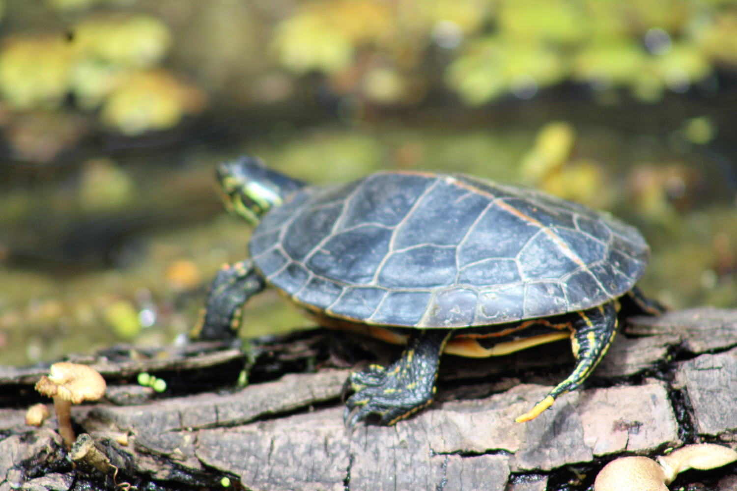 Tortue © Peggy et Mark ALLEMOND