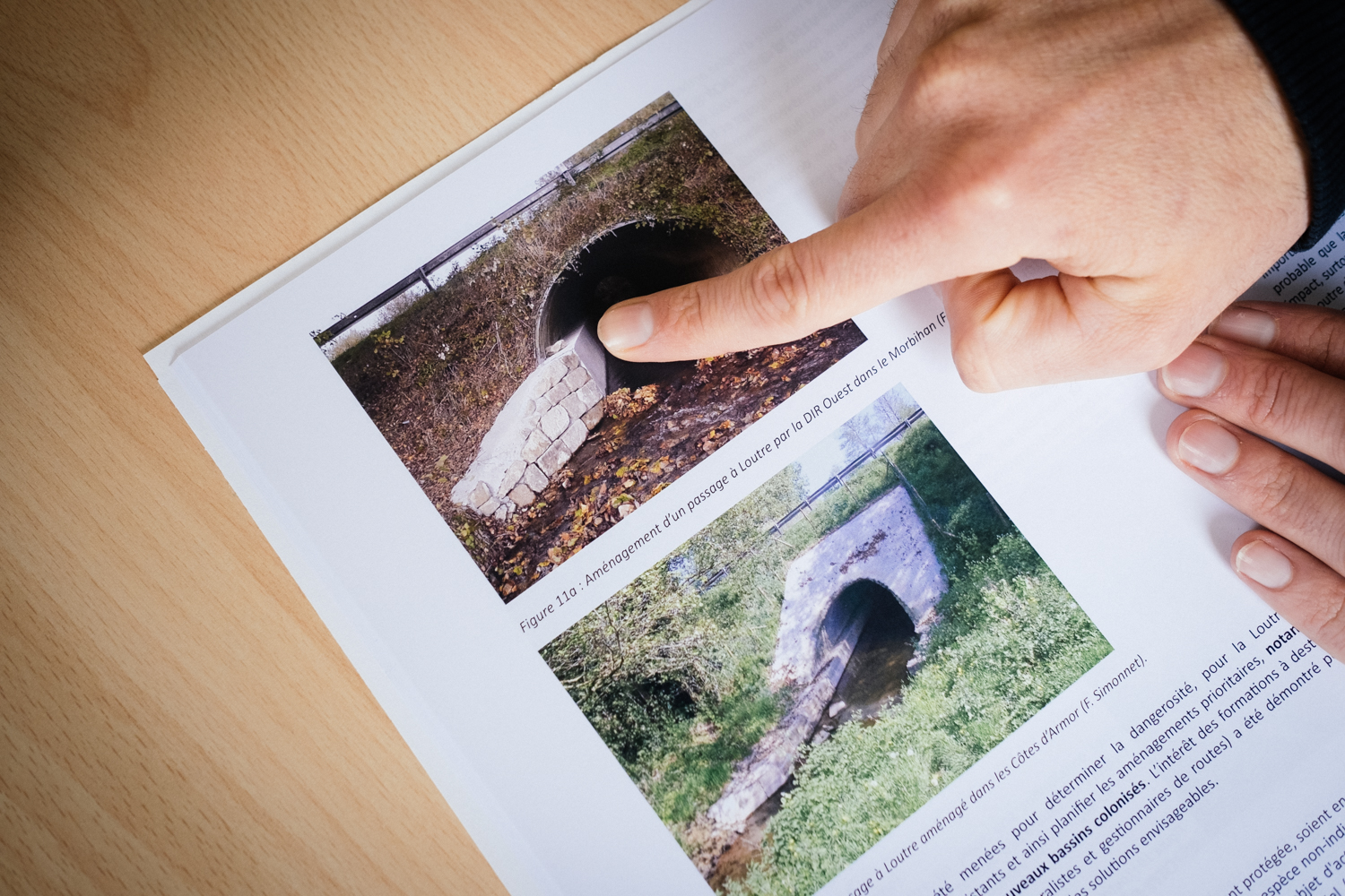 Nicolas montre les aménagements nécessaires pour que les loutres empruntent les tunnels sous les routes. Comme elles n’aiment pas avoir les pieds dans l’eau, il faut concevoir un petit passage à sec sur le côté © Globe Reporters