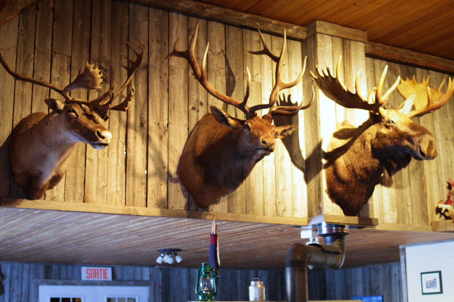 Les trophées de chasse empaillés : un caribou, un wapiti et un orignal.