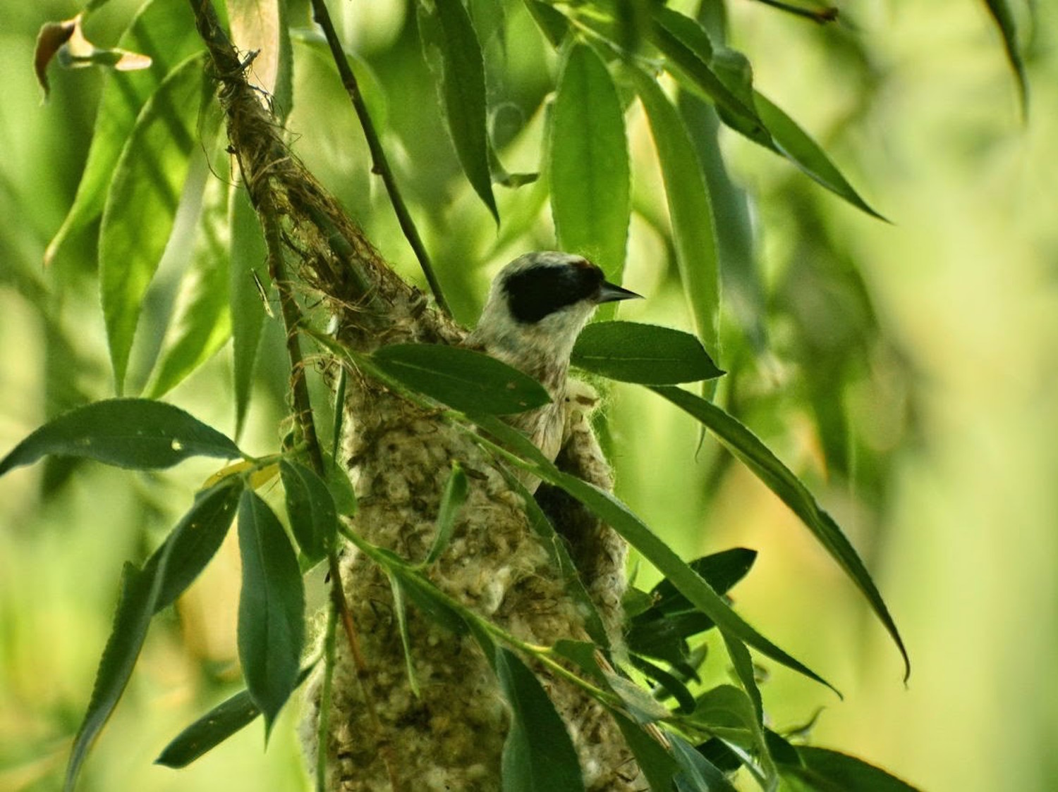 Rémiz penduline (photo : Cristian Miteltu) 