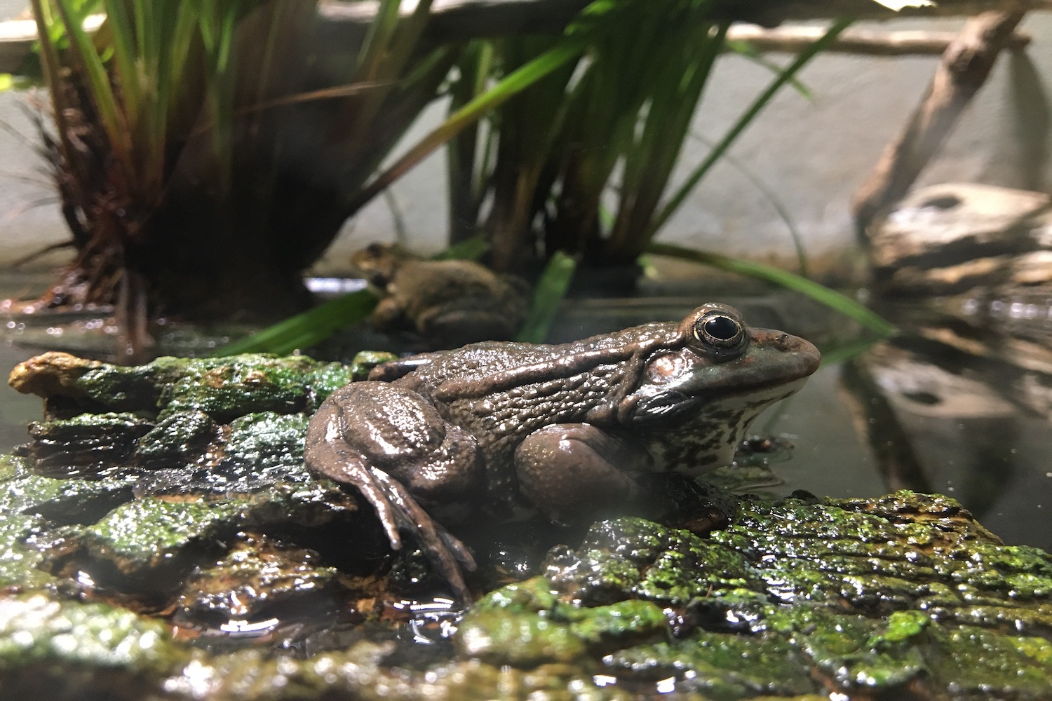 Une grenouille rieuse, faiblement à risque selon l’UICN  © Globe Reporters